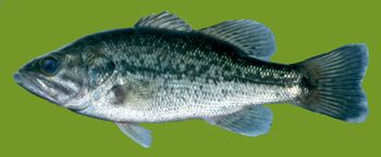 Media type: image; Ichthyology 99394